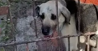 Perrito provoca movilización de Bomberos en Coatepec, ¿qué sucedió?