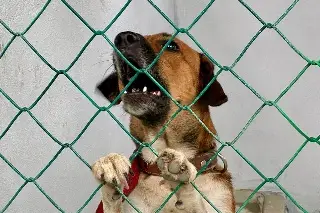  ¿Dónde reportar casos de maltrato animal en Veracruz? 