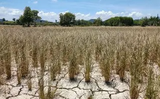 El 2026 podría convertirse en el tercer año más seco en la historia de Veracruz