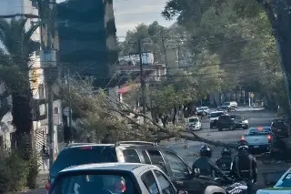 Xalapa registra rachas de viento de hasta 79 km/hr este domingo