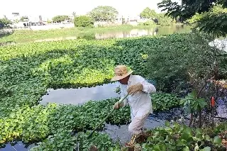 Limpian lagunas de Veracruz y retiran toneladas de lirio; ¿Cómo ayudar?