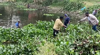 Continúa retiro de lirio en lagunas de Veracruz 