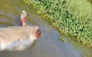 Hallan manatí sin vida en el río Coatzacoalcos; suman dos casos en 2026