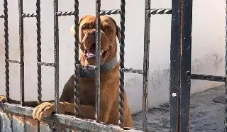 Realizan campaña de esterilización de perros y gatos en Veracruz; checa a dónde llevarlos