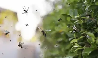 Reportan 2 casos sospechosos de dengue en Orizaba, Veracruz 