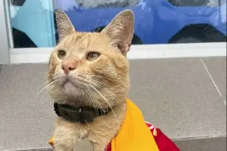¿Qué pasó con Frito? El gato que era buscado por todo Veracruz