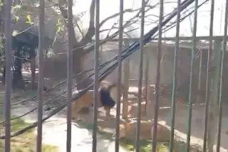 En estado de ebriedad, libera a 6 leones y luego se enjaula