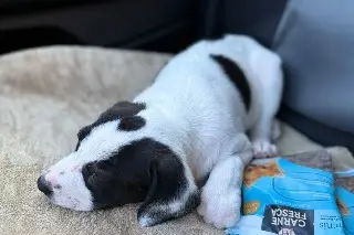 Final feliz: esto pasó con la perrita que fue rescatada tras quedar atrapada en el río