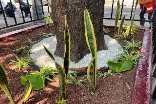 Embellecen con jardineras espacios en Veracruz ¿Reconoces el lugar?