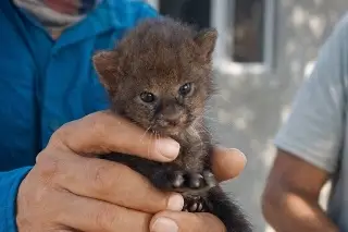 Rescatan a cachorro de jaguarundi en comunidad de Alvarado; el felino más chico de México