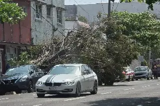 Norte deja sin luz a colonias de Veracruz - Boca del Río; caen árboles y estructuras