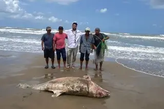 Reportan hallazgo de 3 delfines muertos en menos de un mes en Veracruz