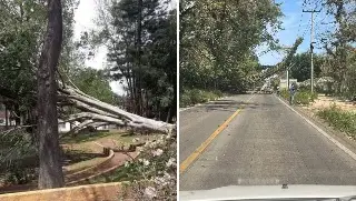 Reportan varios árboles caídos en Xalapa a causa de las rachas del viento