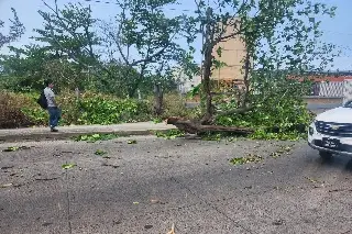Un lesionado, árboles caídos, carros dañados y cables reventados, el saldo del norte en Veracruz 