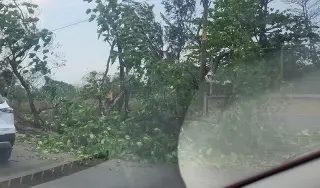 Árbol derriba barda de una escuela en fraccionamiento de Veracruz 