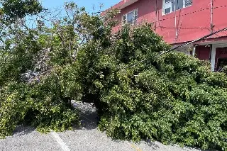 Más de 200 reportes de afectaciones por evento de norte en Veracruz; varios carros dañados