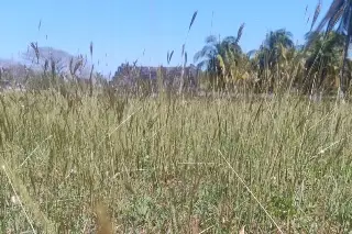 Zonas arqueológicas de Veracruz siguen montosas a días de temporada vacacional