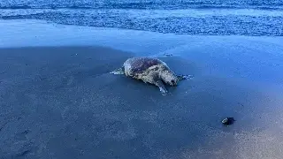 Hallan sin vida a tortuga en playa de Boca del Río 