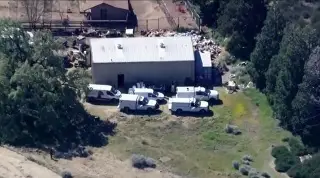 Realizan rescate masivo de perros y gatos en Los Ángeles