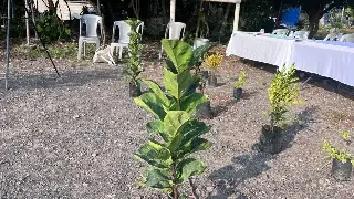 La dirección de Medio Ambiente sembrará 15 mil árboles este 2026 en Veracruz