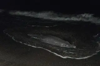 Aparece delfín y tortuga muerta en la zona conurbada Veracruz-Boca del Río