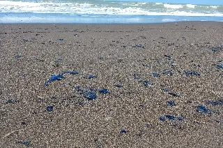 Suspenden pesca por derrame de petróleo en Nautla, Veracruz 