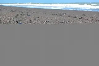 FGR investiga derrame de petróleo en Veracruz; hay delito penal por el caso: Sheinbaum