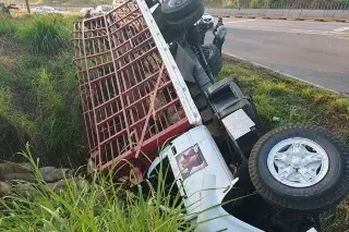 Vuelca camión con puercos en carretera de Veracruz