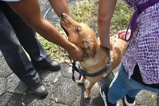 Checa a qué lugares de Veracruz puedes llevar a vacunar a tu mascota gratis 