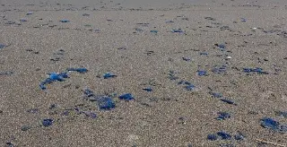 Hallan manchas de petróleo del tamaño de moneda de 10 pesos en playas de Veracruz