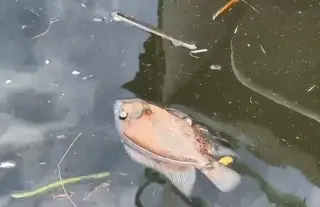Todo el pescado está contaminado por Dos Bocas: habitantes de Paraíso, Tabasco