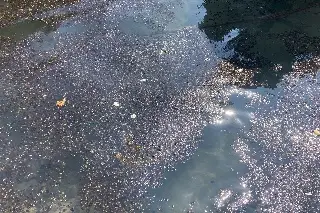 Pescadores de Veracruz inician trabajos de limpieza tras llegada de petróleo