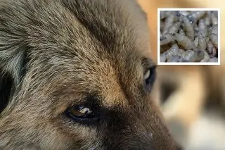 Advierten sobre gusano barrenador en mascotas: puede causar daños graves y muerte