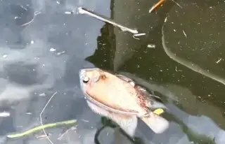 Pemex anuncia apoyo de 35 mdp a pescadores afectados por derrame de petróleo en Veracruz y Tabasco