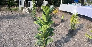 ¿Quieres sembrar árboles en Veracruz? Esto te puede interesar 