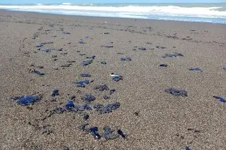 Semar revela 3 fuentes activas que ocasionan el derrame de petróleo en costas de Veracruz y Tabasco