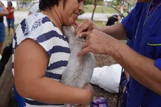 ¿Tienes perros o gatos? En Veracruz los están vacunando contra la rabia