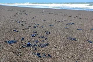 Semarnat presenta denuncias por derrame en Golfo y evalúa daño