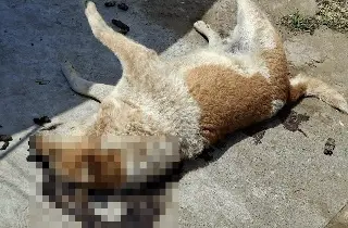Asesinan a 'garrotazos' a perrito en Veracruz; presentan denuncia penal