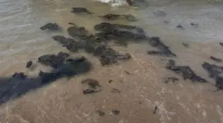 Llegan manchas de petróleo a playas de Antón Lizardo; esto es lo que se sabe (+Fotos)