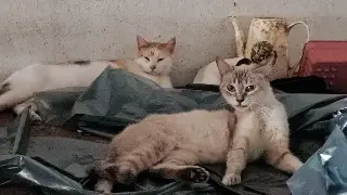 Descartan envenenamiento de gatos en Xalapa, Veracruz 