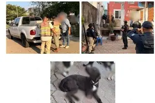 Rescatan a 8 perritos maltratados al sur de Veracruz
