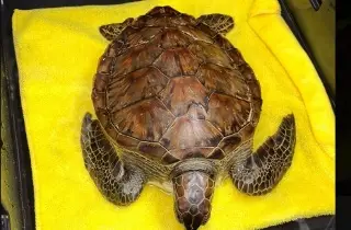 Rescatan a tortuga varada en playa de la Riviera Veracruzana 