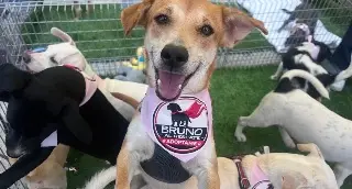 Hay 30 perritos en adopción, conoce los requisitos para adoptar uno