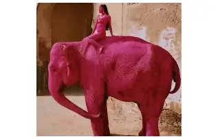 Muere elefante que había sido pintada de rosa por fotógrafa para sesión en la India