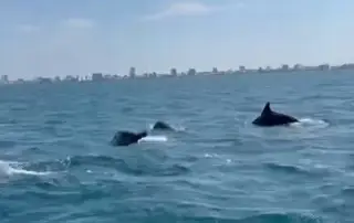 ¡Chulada! Captan grupo de delfines frente a las costas del puerto de Veracruz (+Video)