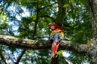 Resguardan guacamaya roja en zona urbana de Catemaco