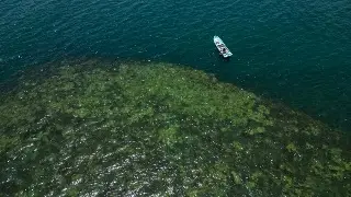 Alertan de posible impacto en arrecifes por derrame; piden monitoreo y estudios