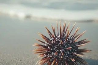 ¿Qué hacer en caso de picadura de erizo de mar? Esto recomienda PC 