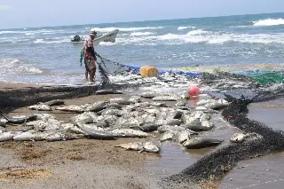 Pescadores capturan alrededor de 8 toneladas de jurel en Alvarado, Veracruz